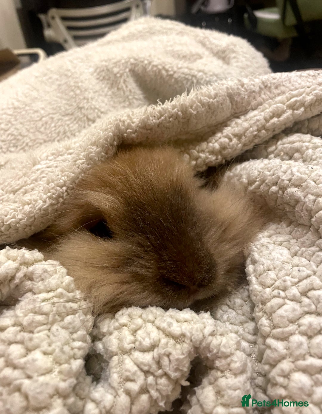 Lionhead rabbits for sale: House rabbits (Must go separate) - Advert 8