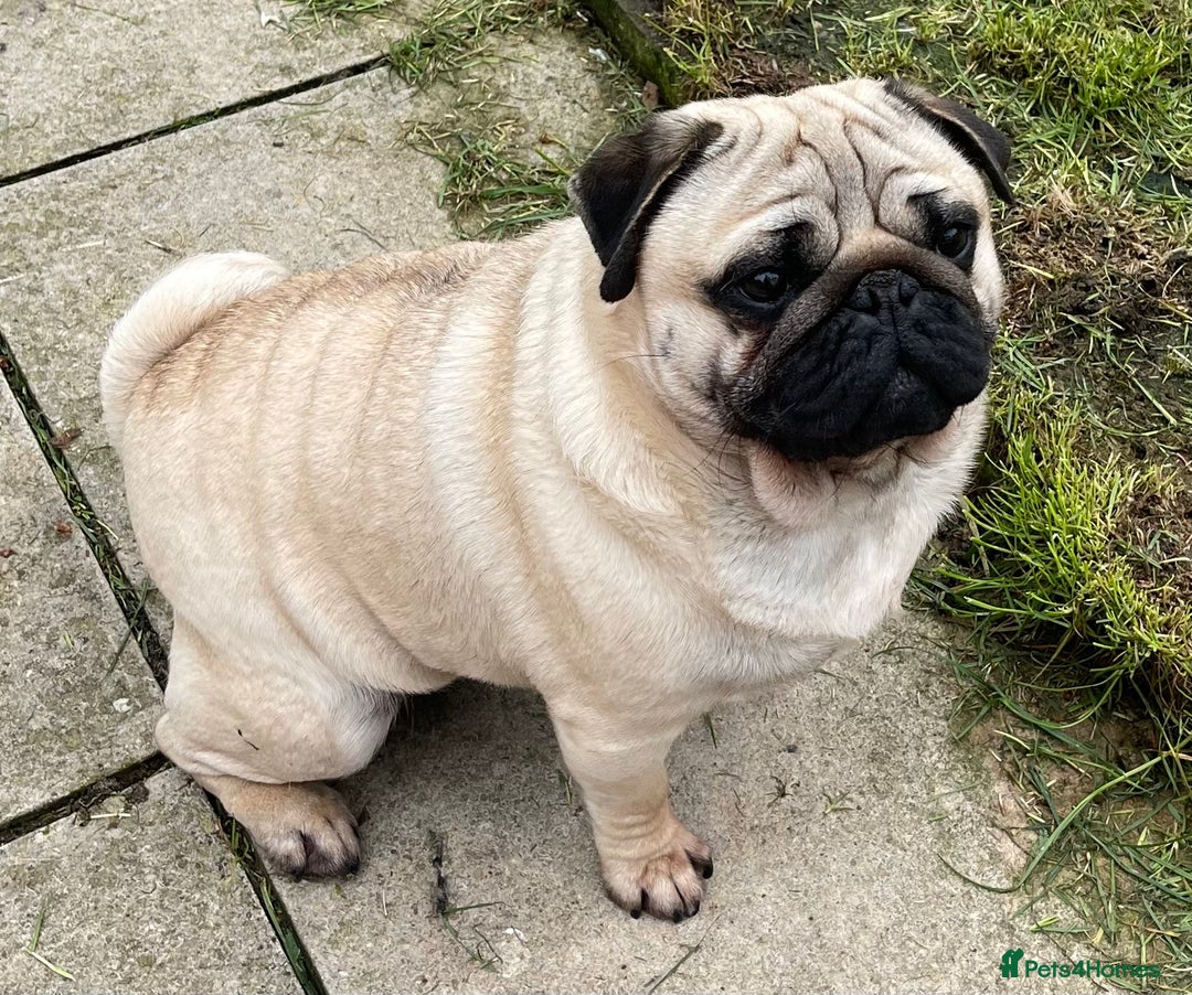 Pug dogs for sale: Pug dog for sale - Image 7