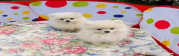 Pomeranian dogs for sale: Beautiful Pomeranian  - Advert 6