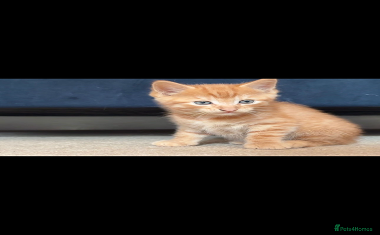 Mixed Breed cats - Advert 8