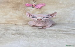 Dwelf cats for sale: Dwelf Sphynx girl bominant odd eyes  - Image 4