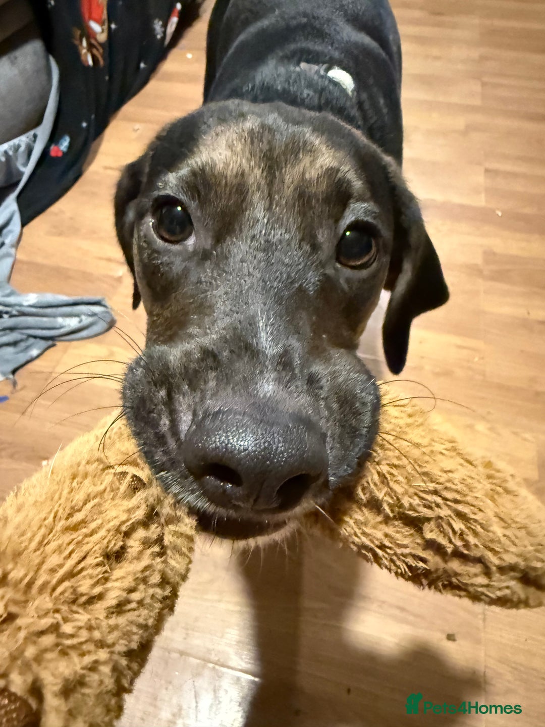 Mixed Breed dogs for sale: Spaniel cross Dacshund boy almost 2yrs - Advert 3