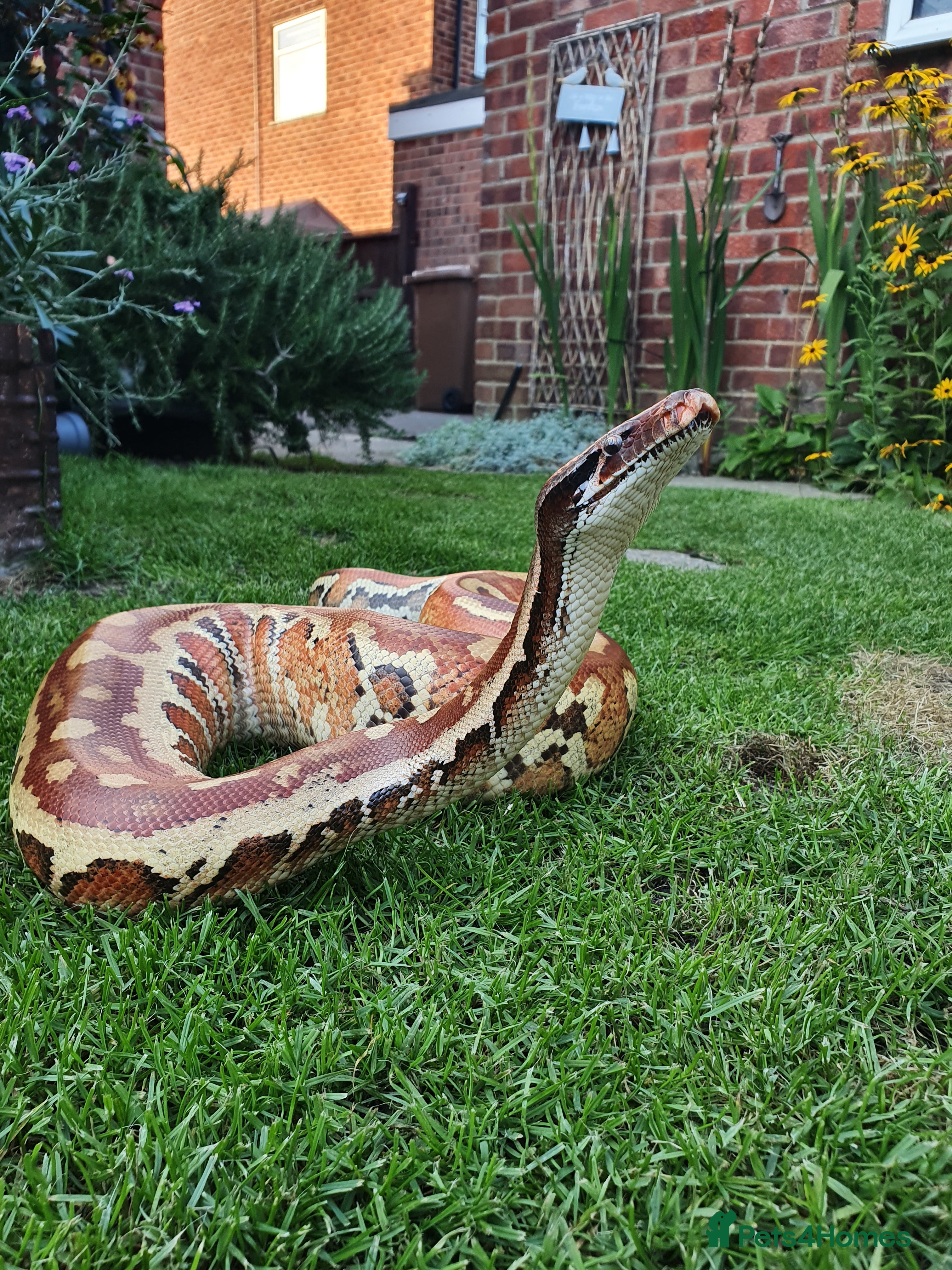 Python Snake reptiles 1.0 Blood Python  - Advert 11