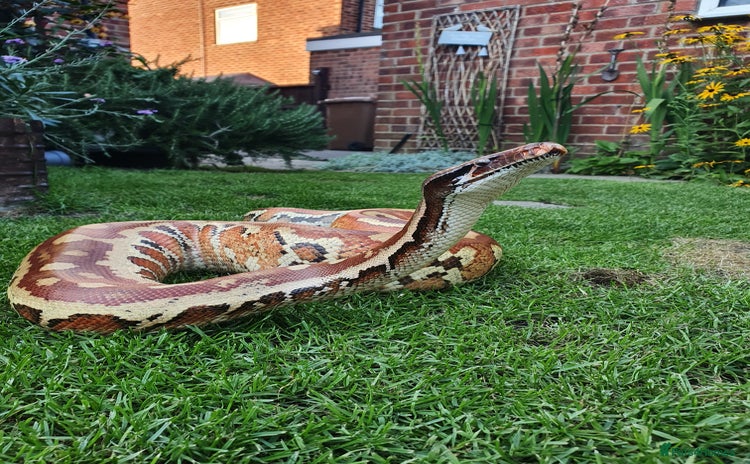 Python Snake reptiles - Advert 1