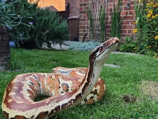 Python Snake reptiles - Advert 14