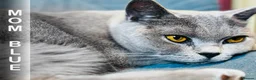 British Shorthair cats for sale: GCCF Registered British Shorthair Chocolate Tabby - Advert 9