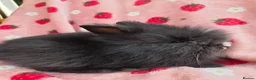 Lionhead rabbits for sale: Fluffy Teddy lion head x Angora ☆8weeks ready now - Advert 15