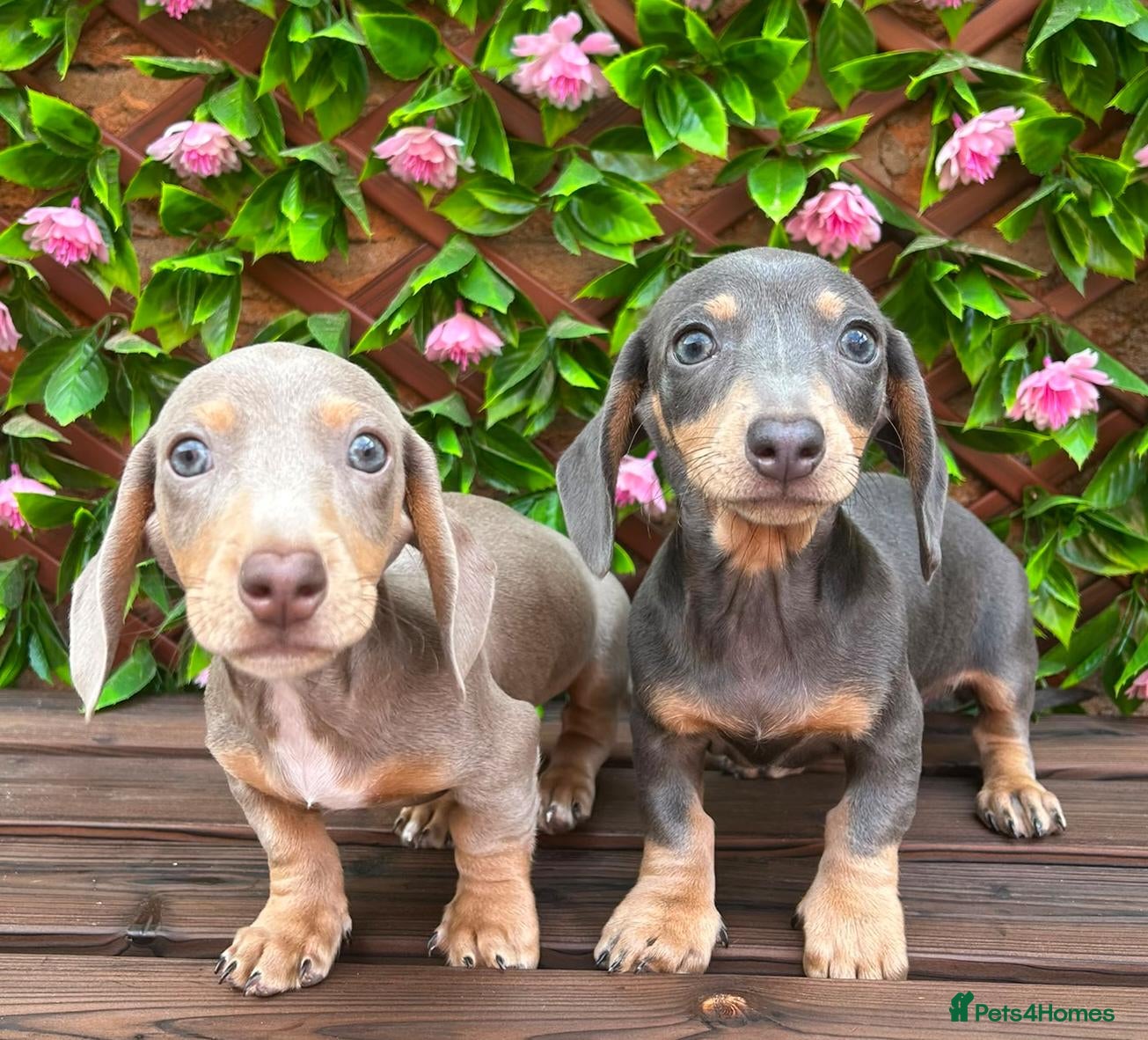 Miniature Dachshund dogs READY NOW VERY PETIT MINIDAXIS KC REG PRA CLR - Advert 1