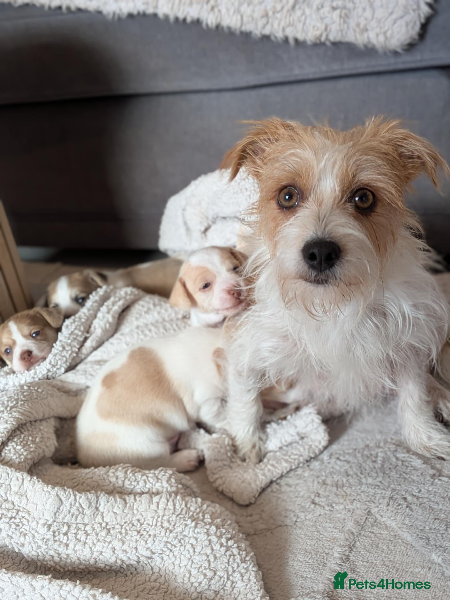 Mixed Breed dogs for sale: Jack Russell X Shorkie Pups - Advert 9