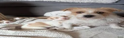 Mixed Breed dogs for sale: Jack Russell X Shorkie Pups in Sandbach - Advert 1