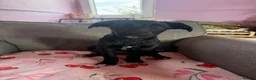 Borador dogs for sale: Border puppies for sale  - Advert 3