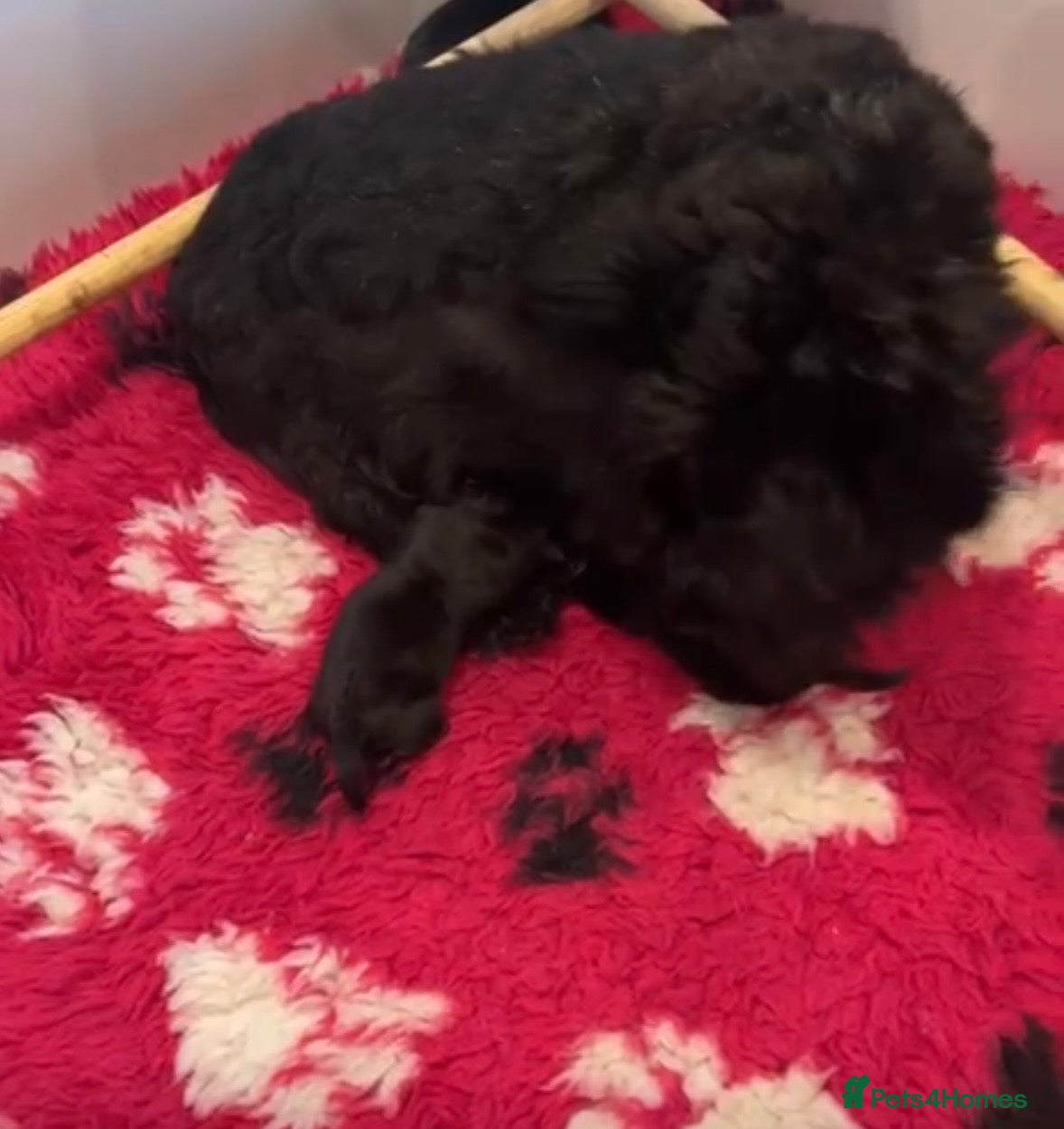 Scottish Terrier dogs Scottish terrier Puppies  - Advert 16