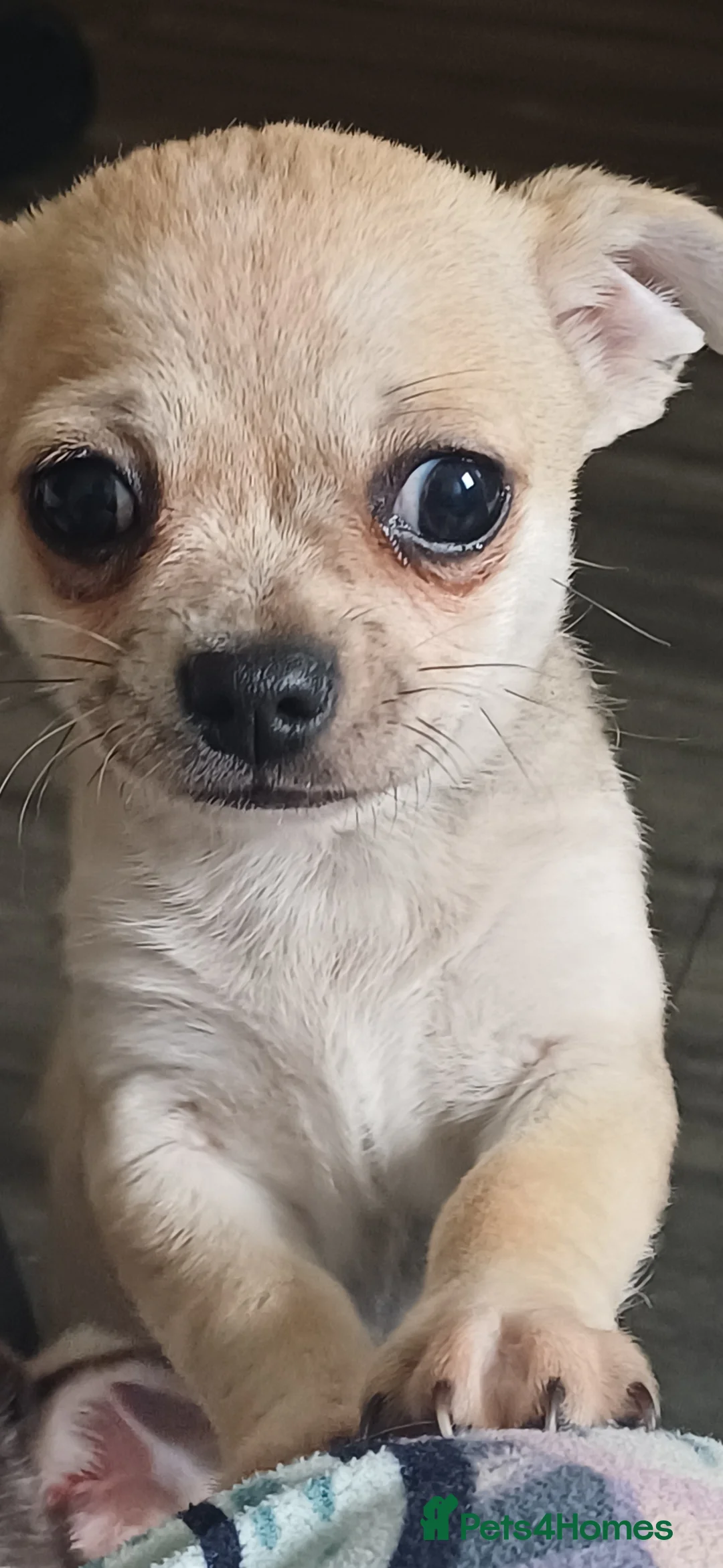 Chihuahua dogs for sale: Chihuahua Pup - Advert 2