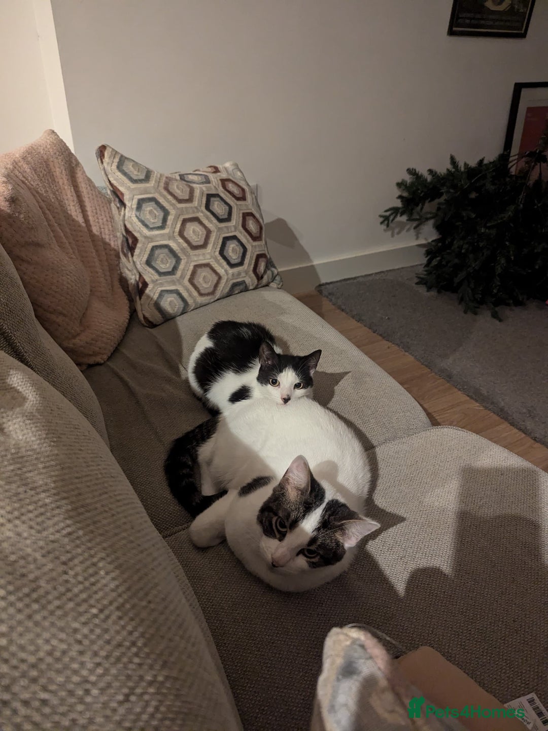 Mixed Breed cats for sale: Albie: Friendly white/tabby looking for new home - Advert 5