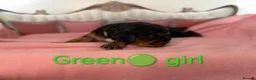 Cavalier King Charles Spaniel dogs for sale: Health Tested Cavalier King Charles  - Advert 10