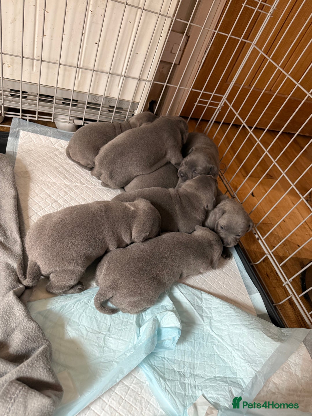 Staffordshire Bull Terrier dogs for sale: Adorable Blue Staffordshire Bull Terrier Puppies - Image 4