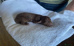 Cockapoo dogs for sale: Stunning F1BB cockapoos merles /phantoms/red ❤️ - Image 14