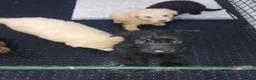 German Shepherd dogs for sale: Health tested long coat  German shepherd puppies in Sheffield - Advert 4