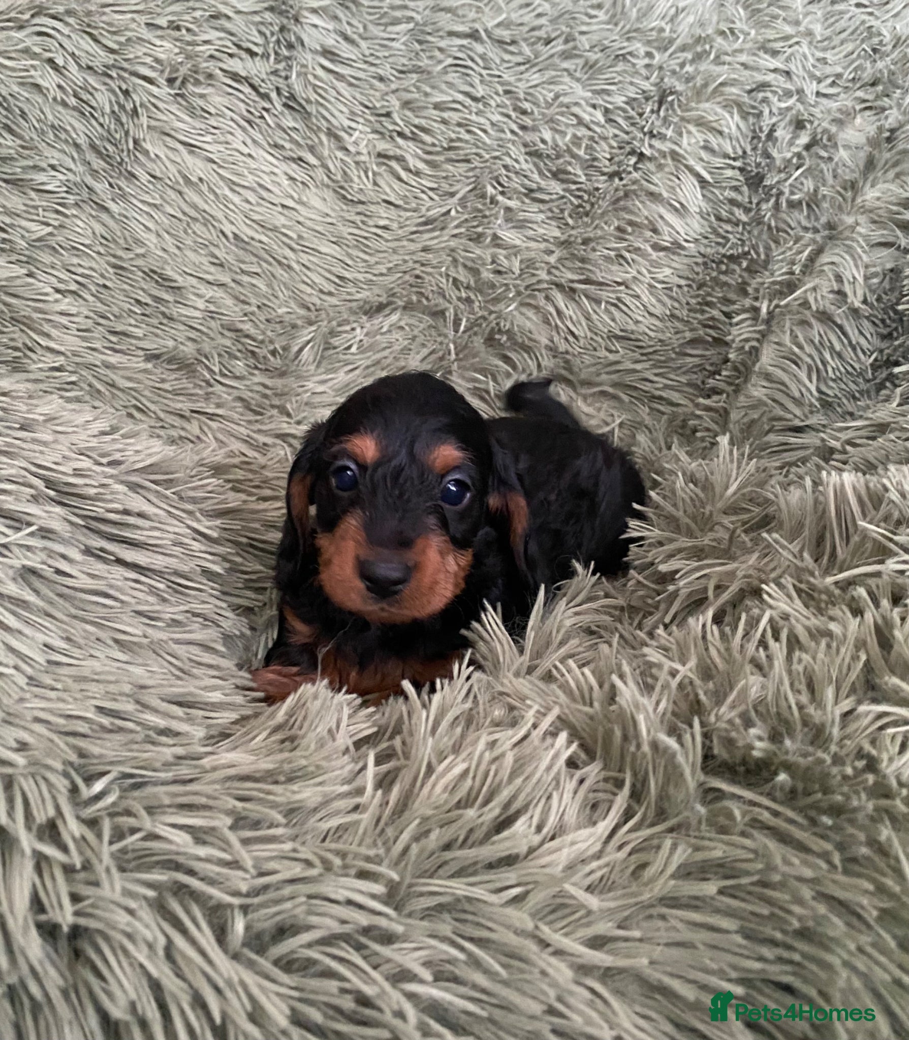 Doxiepoo dogs F1 daxiepoo puppies  - Advert 1