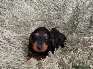 Doxiepoo dogs F1 daxiepoo puppies - Advert 16