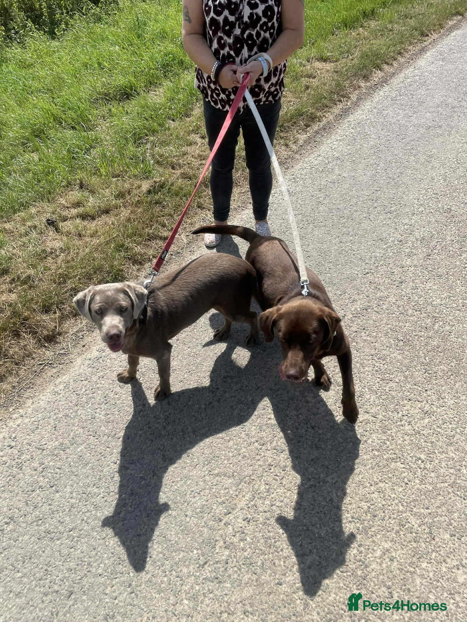 Labrador Retriever dogs Kc registered silver Labrador  - Advert 2