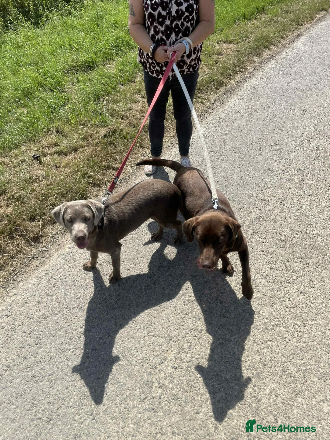 Labrador Retriever dogs for sale: Kc registered silver Labrador  - Advert 1