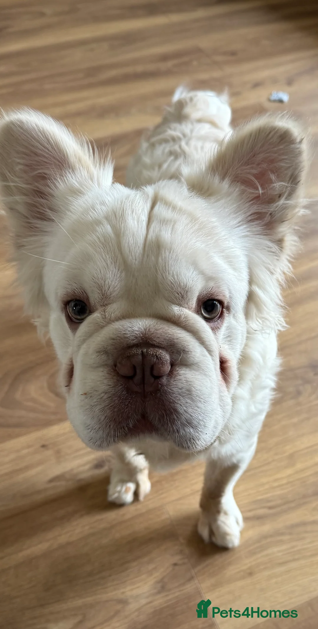 French Bulldog dogs for sale: Long haired French Bulldog  in Lydney - Advert 2