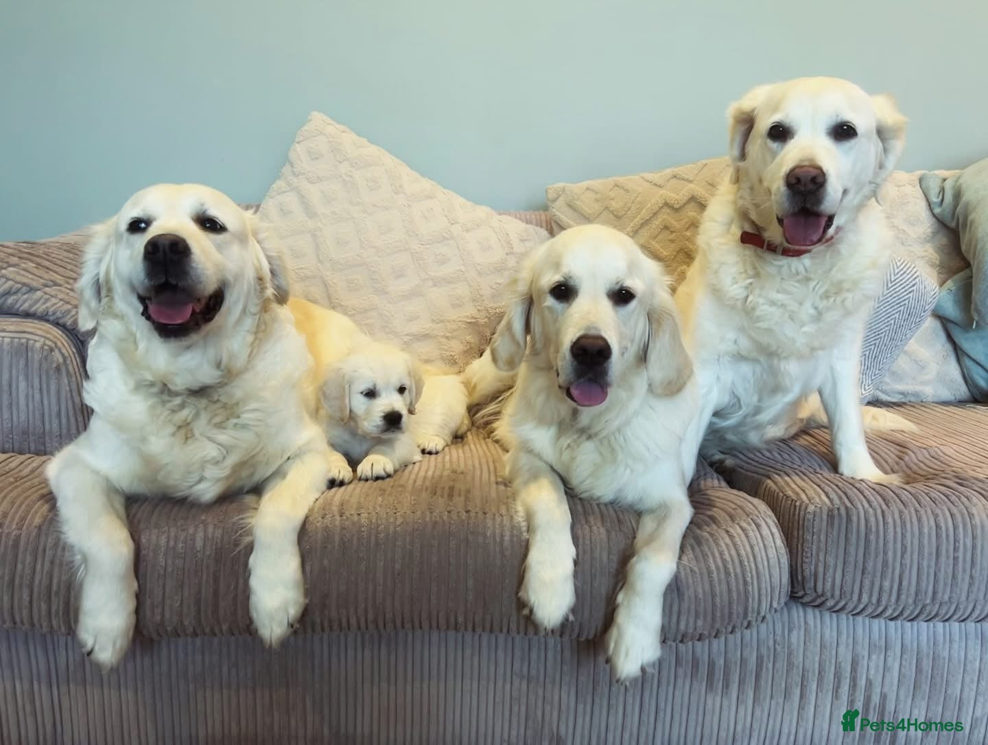Golden Retriever dogs for sale: Champion line cream golden retriever puppies - Advert 8