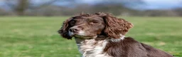 English Springer Spaniel dogs for stud: Working Springer Spaniel for Stud in Bedale - Advert 10