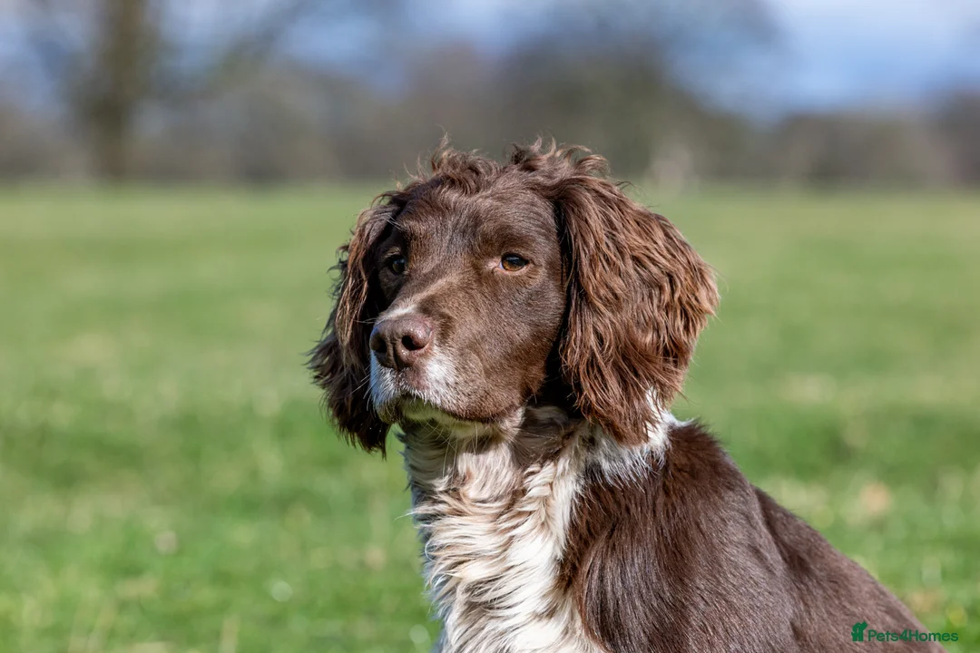 English Springer Spaniel dogs for stud: Working Springer Spaniel for Stud in Bedale - Advert 10