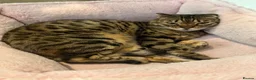 Bengal cats for sale: Full Bengal Brown Rosetted Female - Mia (Mims) - Advert 6