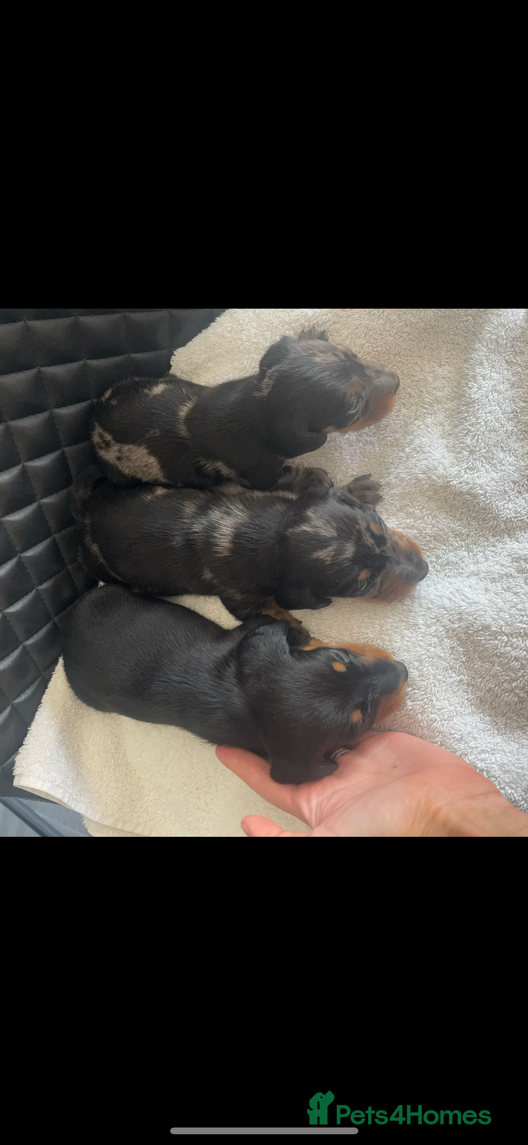 Miniature Dachshund dogs for sale: Beautiful miniature dachshund puppies - Image 19