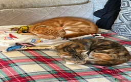 Mixed Breed cats for sale: Mixed Breed Grey and Tabby Kittens - Image 21