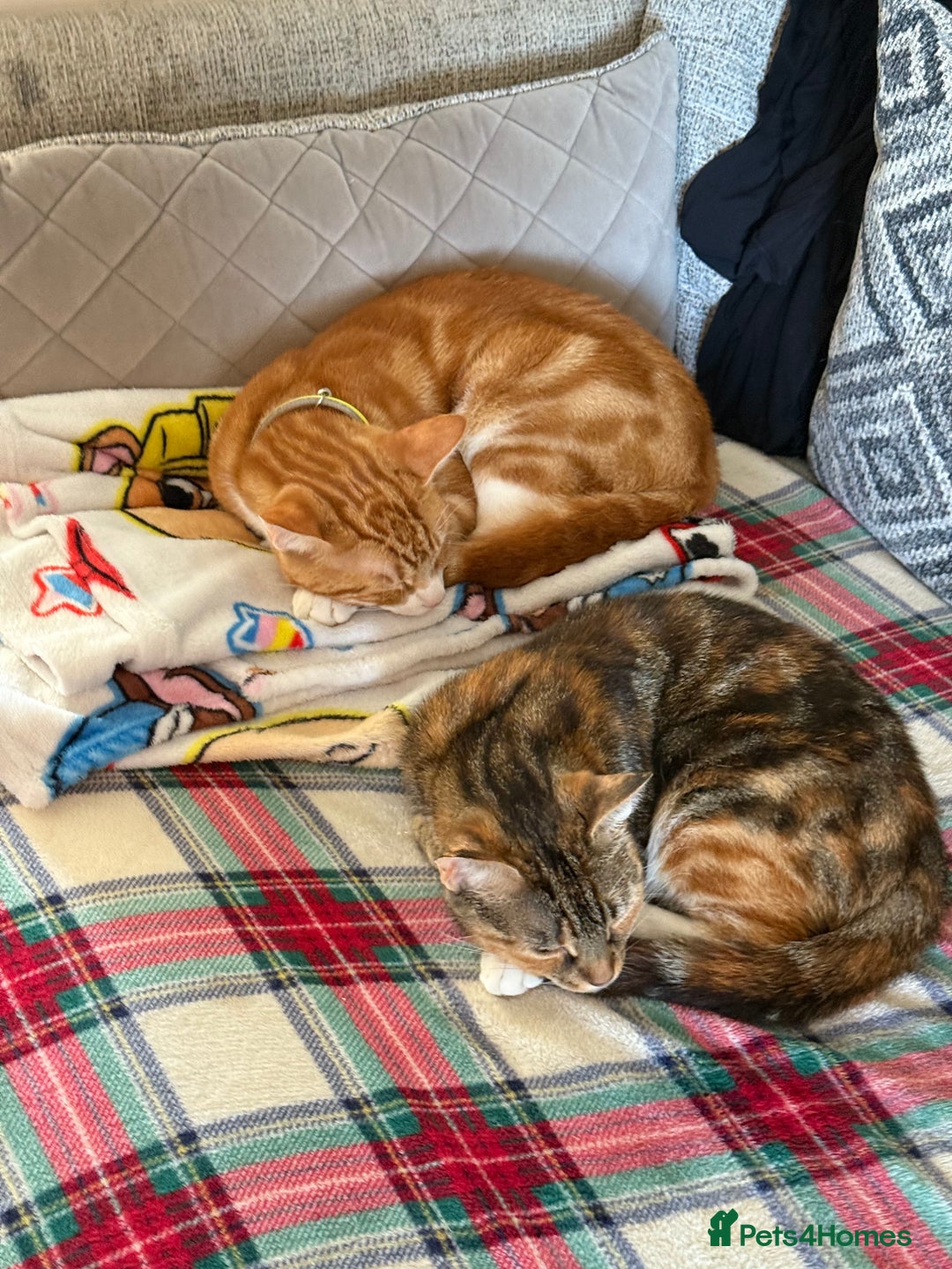 Mixed Breed cats for sale: Mixed Breed Grey and Tabby Kittens - Image 21