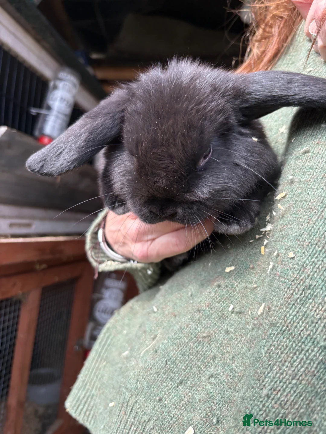 Mini Lop rabbits for sale: Mini Lops - Advert 1