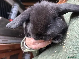 Mini Lop rabbits Mini Lops - Advert 12