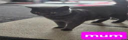 Scottish Fold cats for sale: Scottish Fold kittens for sale - Advert 2