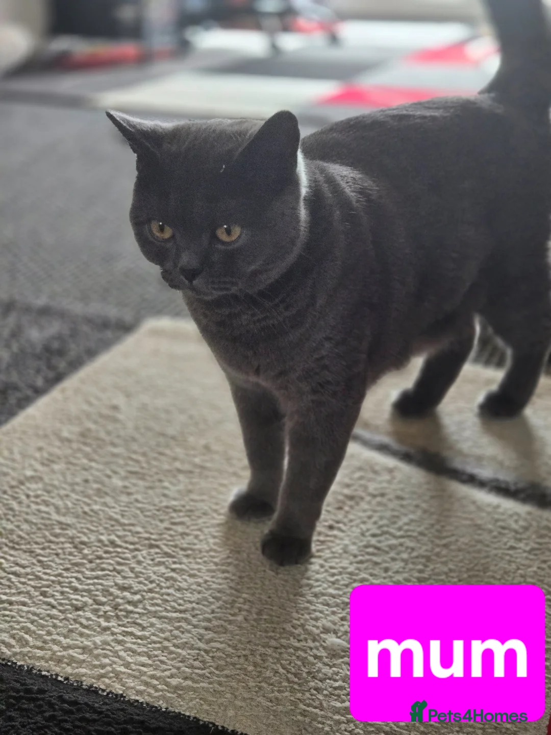 Scottish Fold cats for sale: Scottish Fold kittens for sale - Advert 2