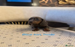 Miniature Dachshund dogs for sale: Miniature Dachshund  - Image 6