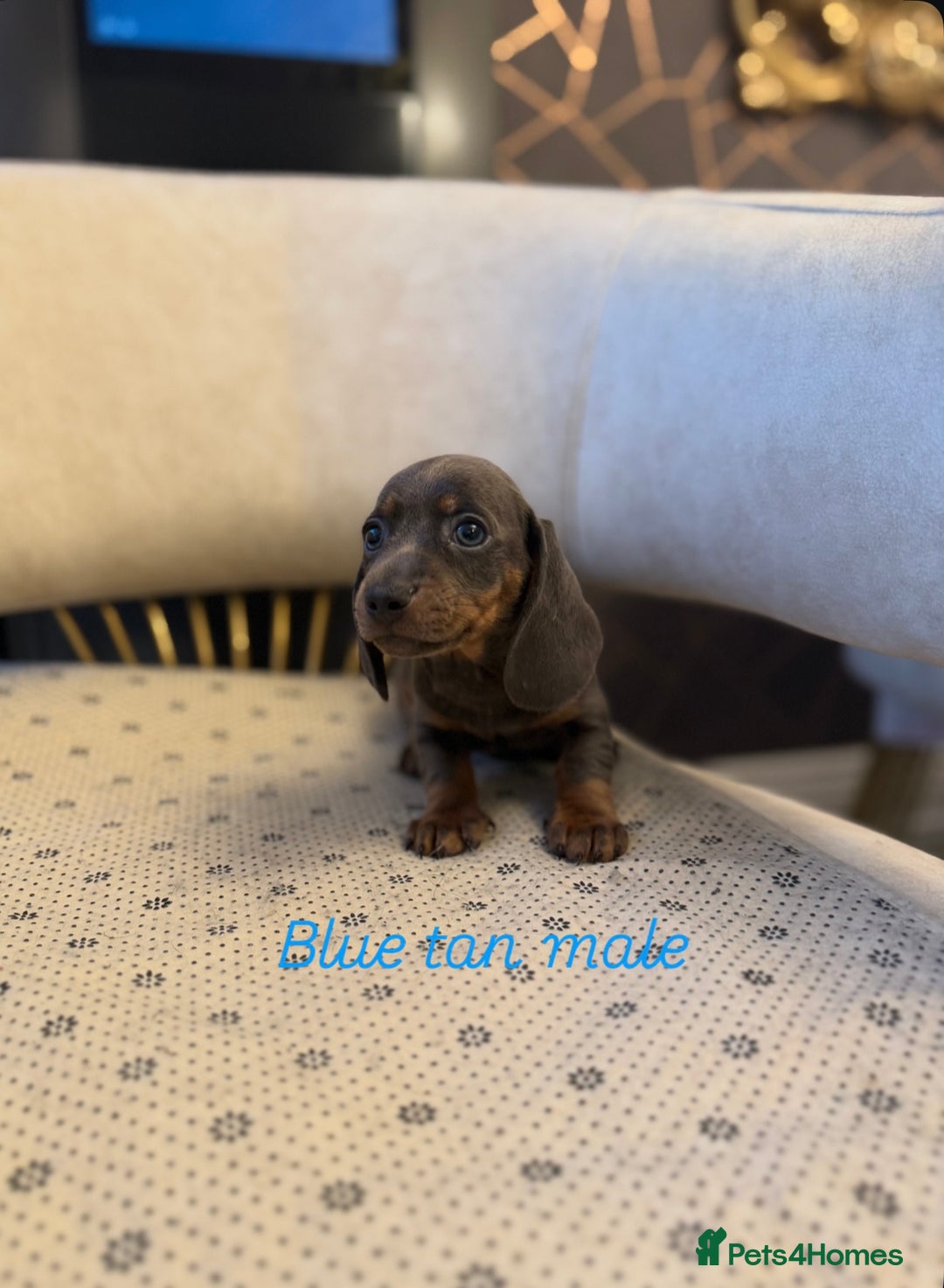 Miniature Dachshund dogs for sale: Miniature Dachshund  - Image 6