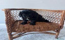 Cockapoo dogs for sale: Cockapoos ready from 10th of November  - Image 6