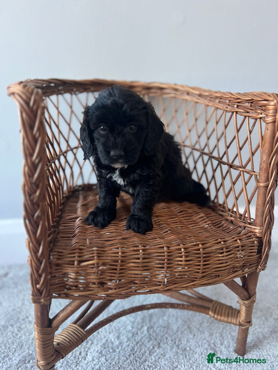 Cockapoo dogs for sale: Cockapoos ready from 10th of November  - Image 6