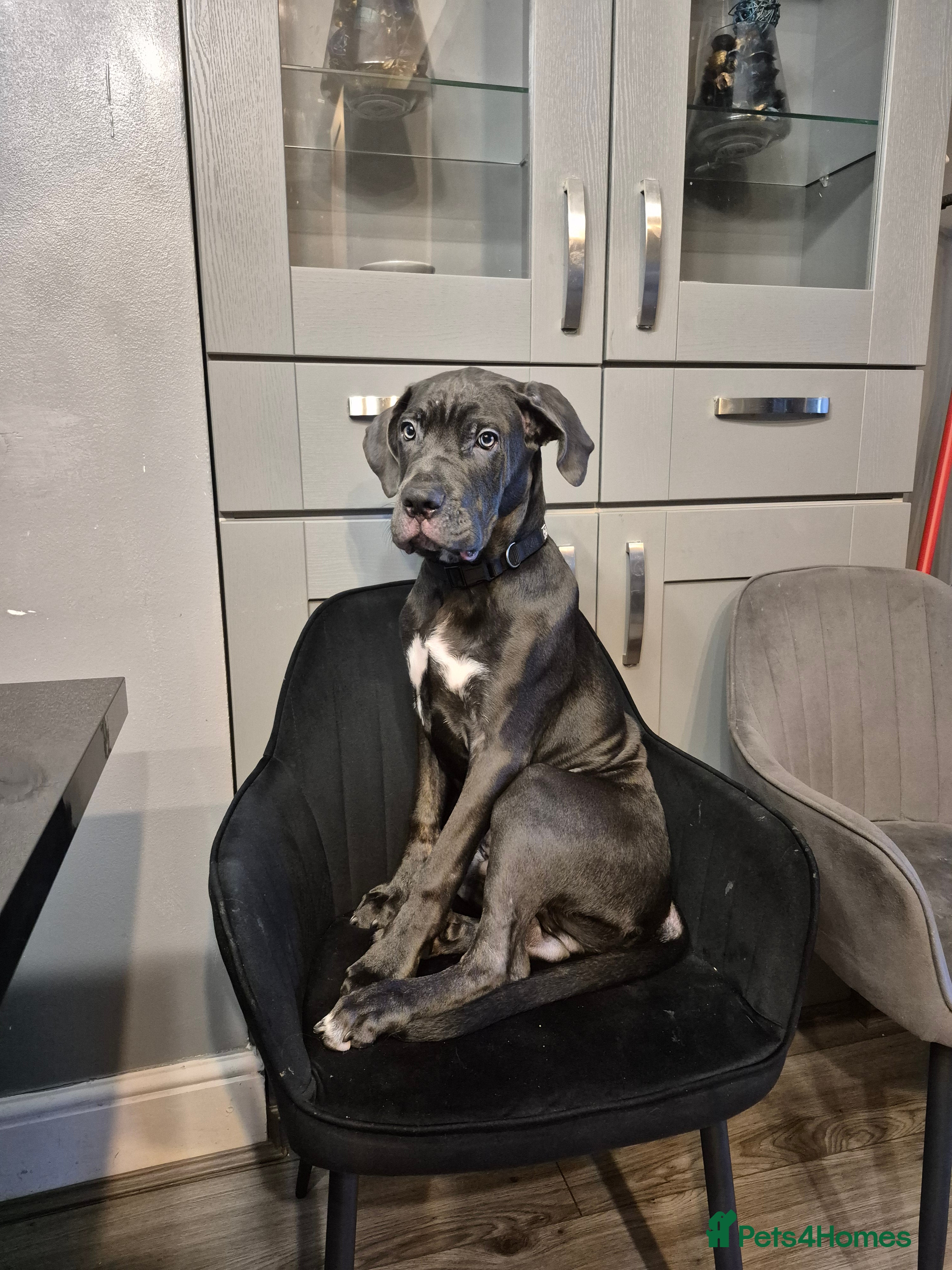 Cane Corso dogs Enzo the Cane Corso - Advert 1