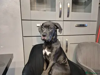 Cane Corso dogs Enzo the Cane Corso - Advert 2