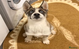 Shepsky dogs for sale: Theo the beautiful shepsky - Image 2