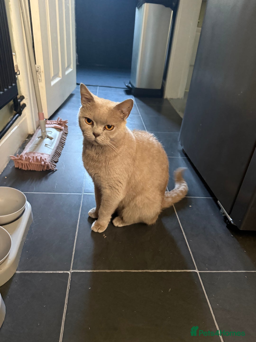 British Shorthair cats for sale: British shorthair  - Advert 2