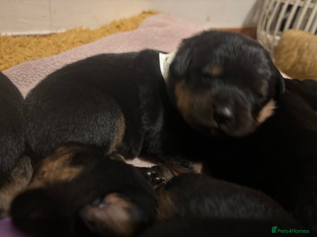 Rottweiler dogs for sale: *** Pedigree Rottweiler puppies*** - Advert 18