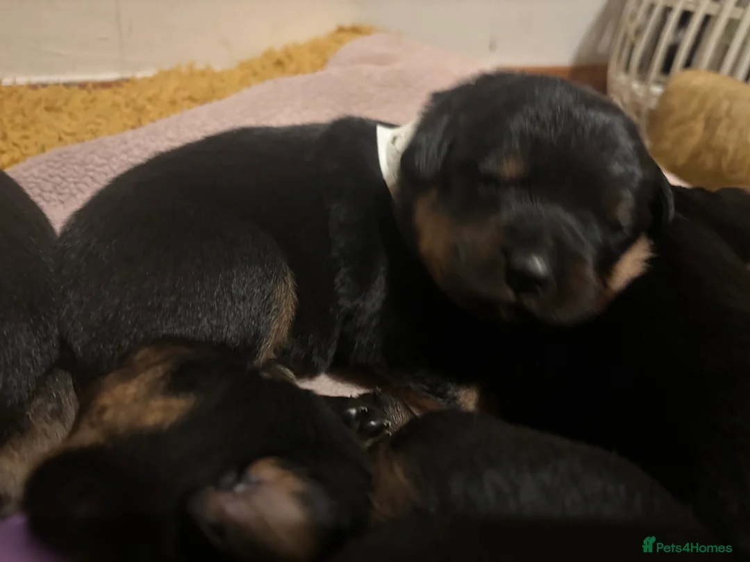 Rottweiler dogs for sale: *** Pedigree Rottweiler puppies ready in 2 wks*** - Advert 26