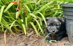 Mixed Breed dogs for sale: Weeranian Pups - Image 4