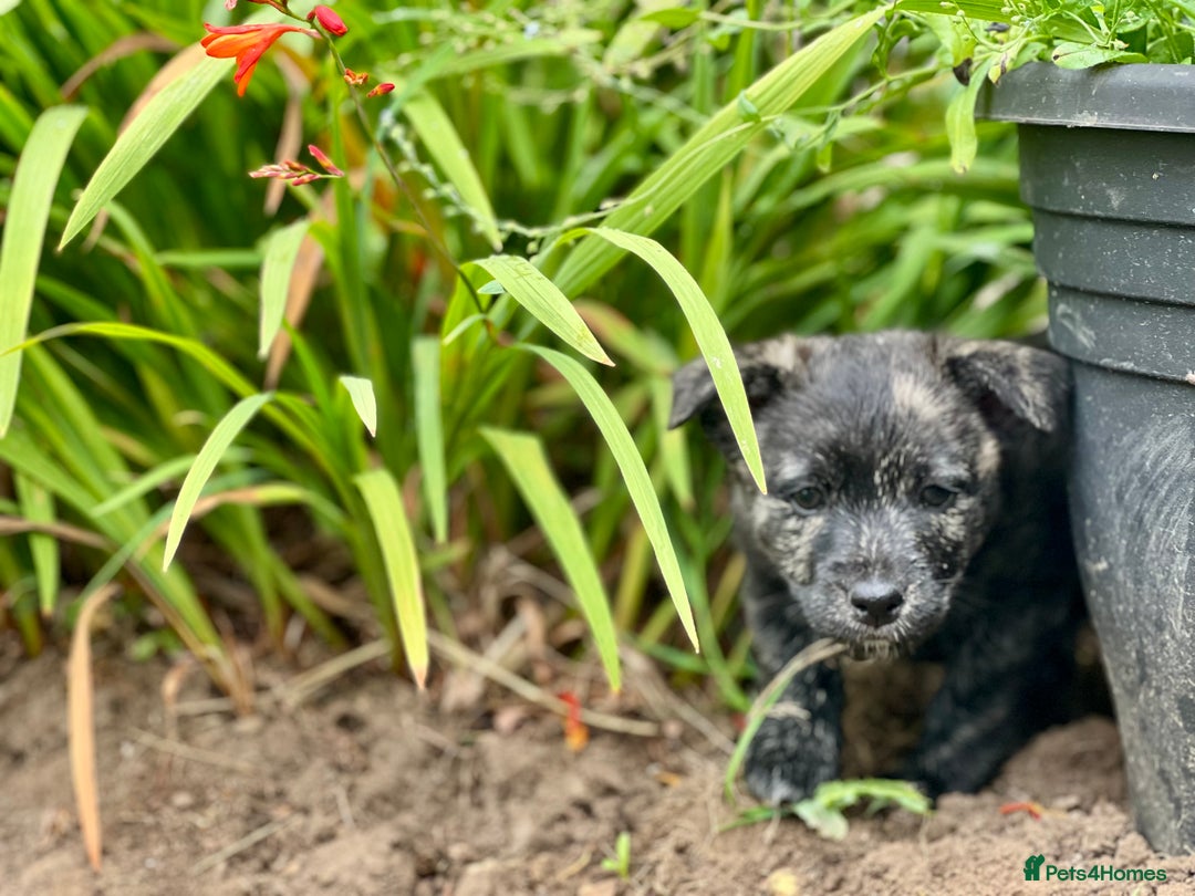 Mixed Breed dogs for sale: Weeranian Pups - Image 4